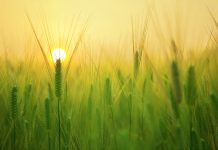 Naredne nedelje javni poziv za osnovne podsticaje u biljnoj proizvodnji