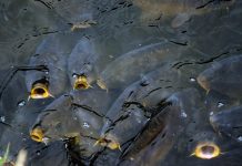 Drugi konkurs za izgradnju i rekonstrukciju ribnjaka u Vojvodini, prijave do 18. novembra