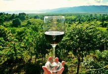 VLADA SRBIJE: Bespovratno 150 miliona dinara podsticaja za prerađivačke kapacitete u vinarstvu