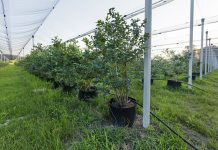 ISKUSTVA VOĆARA: Hektar pod borovnicom može godišnje da donese prihod i do 5.000 evra!