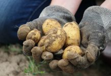Suša i skupa proizvodnja umanjile rod krompira u Pčinskom okrugu