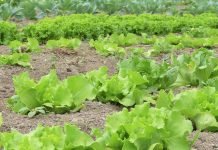 Brankov: Predlog Startegije poljoprivrede i ruralnog razvoja Srbije osnažuje organsku proizvodnju