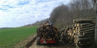 MINISTARSTVO POLJOPRIVREDE: Uvode se nova pravila za praćenje porekla drveta namenjenog tržištu