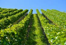 MINISTARSTVO POLJOPRIVREDE: U toku je izrada Nacrta zakona o vinu i drugim proizvodima od grožđa i vina