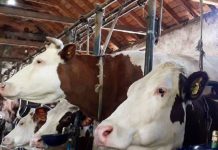 KRAGUJEVAC:Predstavljeni rezultati projekta “Unapređenje stočarske proizvodnje”