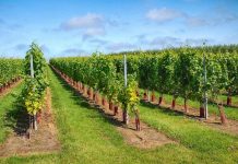 Sremski Karlovci sve atraktivnija vinska destinacija