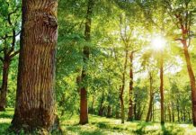 Danas volonterska akcija „Da šuma prodiše“ na Fruškoj gori