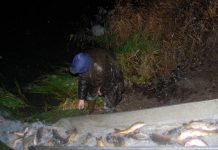 JP „Vojvodinašume“: Počelo zimsko poribljavanje sa više od 5.000 kilograma mlađi