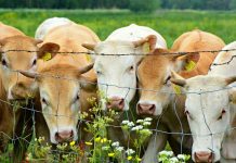 Udruženje “Agroprofit”: Potrebna jača institucionalna podršku za tovno govedarstvo