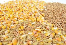 RZS: Ove godine rod pšenice veći 26,9, a kukuruza manji za 12,9 odsto