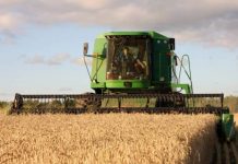 Počela žetva pšenice na severu Vojvodini, akontaciona cena 19 dinara za kilogram