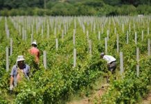 Sezonski radnici u poljoprivredi često bez ugovora i informacija o pravima