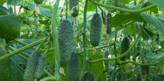 ISKUSTVA POVRTARA: Proizvodnja kornišona isplativa,otkup zagarantovan