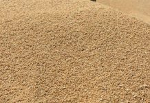 PROBLEMI RATARA: Godišnje oko 400.000 tona pšenice zbog lošeg kvaliteta završi kao stočna hrana