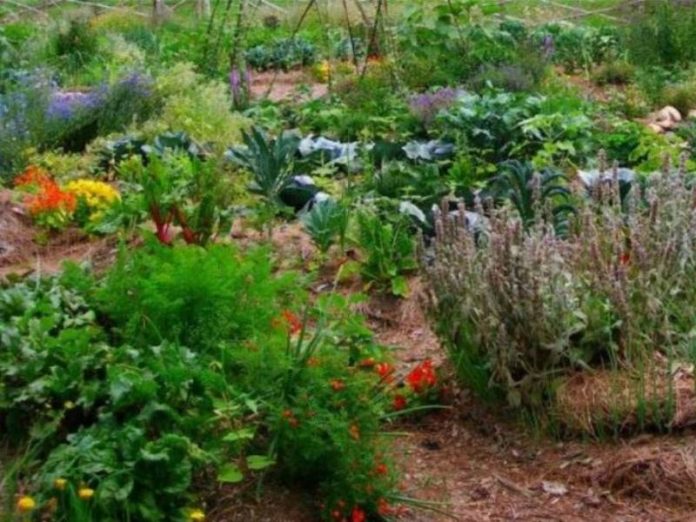 lekovito-bilje-vipscena-1-696x522