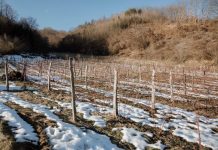 NOVI PAZAR: U fokusi zimske škole za poljoprivrednike plastenična proizvodnja