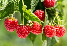 ARILJE: Maline iz plastenika hit na tržištu