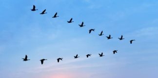 DZPPS: Danas i sutra Evropski vikend posmatranja migracije ptica