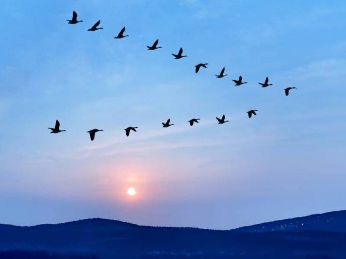 birds-flying-in-v-formation