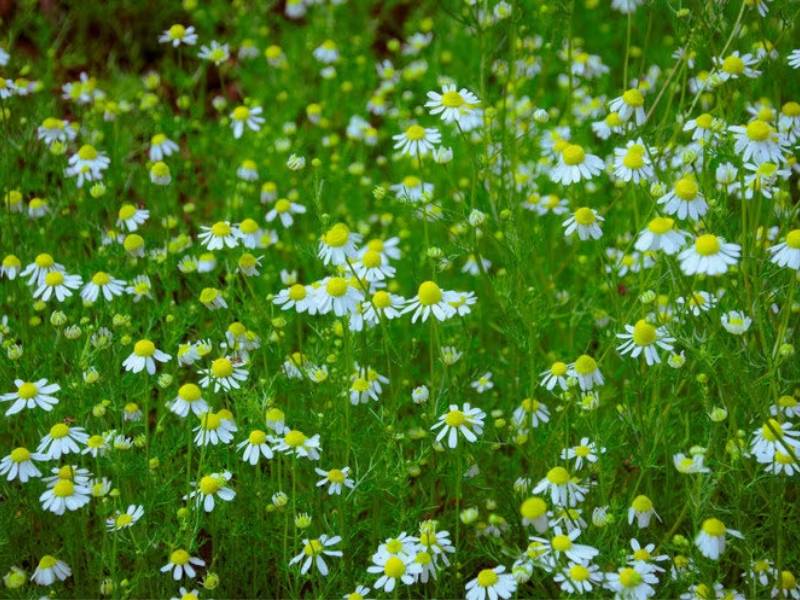 BANATSKA TOPOLA Krenula kosidba organske kamilice AgroFin