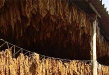 Rekordni prinosi proizvođača duvana u Potisju, po hektaru i do četiri tone suvog lista