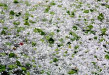 Jako nevreme kod Prijepolja uništilo zasade šljiva i krušaka