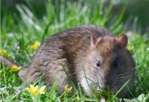 APATIN: Poljoprivrednicima besplatni mamci za uništavanje glodara u polju