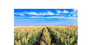 Počela berba sirka metlaša na severu Bačke