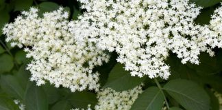 Velika potražnja plodova zove sa severa Vojvodine u Madjarskoj