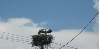 DZPPS: Rekordnih 1.597 aktivnih gnezda belih roda u Srbiji, najviše u Potamišju