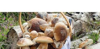 Dani bilja i gljiva 19. oktobara na planini Kukavica