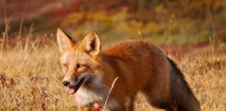 Glamočić: Dobri rezultati oralne vakcinacije divljih životinja protiv besnila