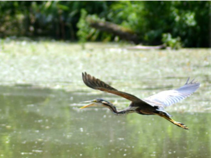 CarskaBara_PurpurnaCaplja