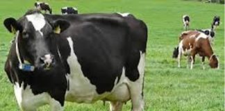 Pokrajina izdvojila 40 miliona dinara za odgajivački program, konkurs do 6. oktobra