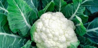 KIKINDA: Krenula sezona rezanja karfiola i kupusa