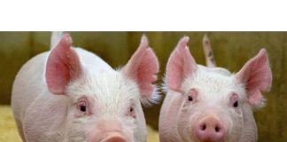 Ministarstvo poljoprivrede: Srbija odgovorno sprovodi mere protiv afričke svinjske kuge