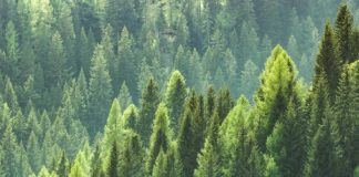 Uručeni ugovori o podsticajima za unapređenje šumarstva u Srbiji