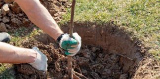 Jevremović: Počela jesenje sadnja voća, sorta šljive “čačanska lepotica” najtraženija