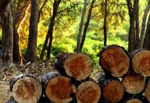 Usvojen Zakon o stavljanju na tržište drveta i drvnih proizvoda
