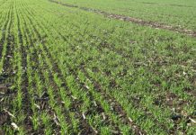 Posejanoj pšenici pogoduju vremenske prilike