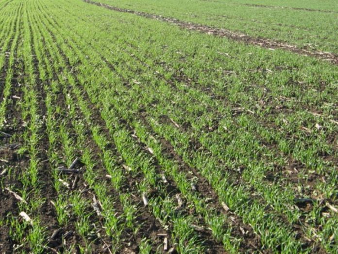 njiva-ponikla-psenica-01