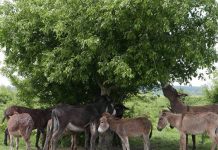 Raspisan javni poziv za podsticaje za očuvanje životinjskih genetičkih resursa