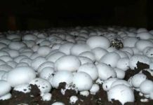 ISKUSTVA PROIZVOĐAČA: Uzgoj šampinjona sve isplativiji